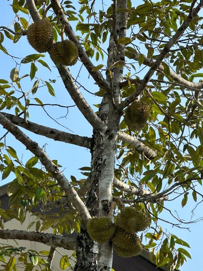 D'Lamar Homestay Pendang Exteriér fotografie